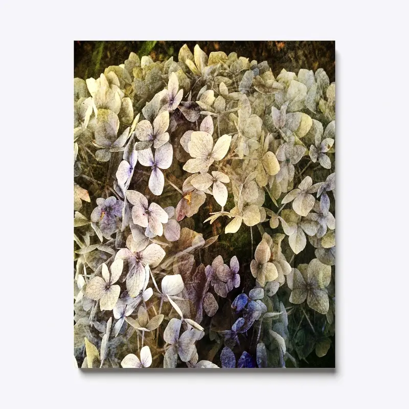 Hydrangea 1 Canvas Print